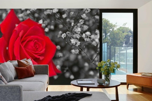 Vlies Fototapete - Rote Rose 375 x 250 cm